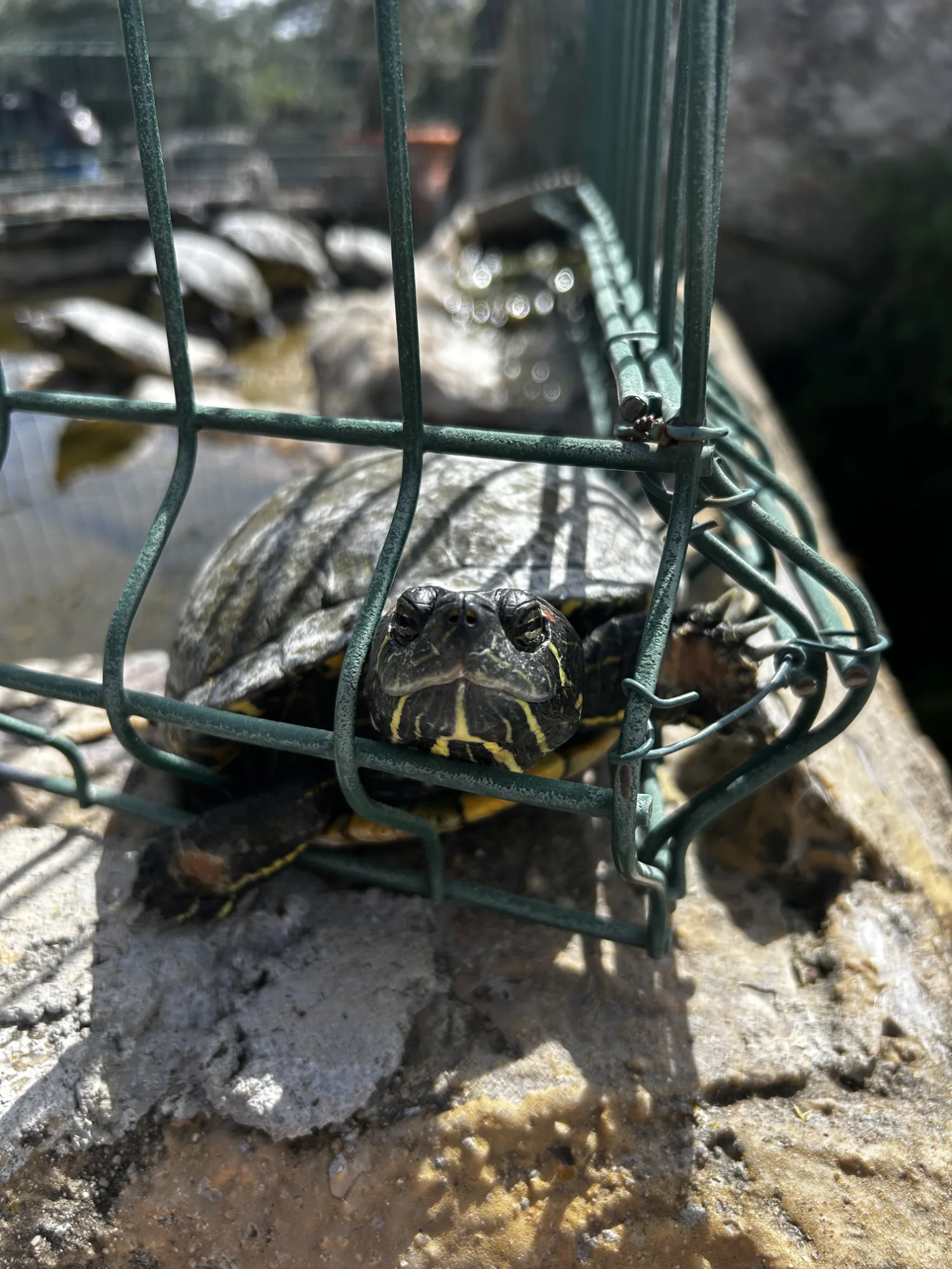 Queijaria Cachopas